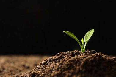 Photo of Young plant in fertile soil on black background, space for text. Gardening time