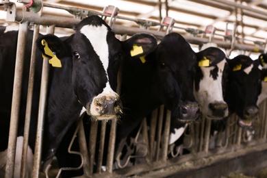 Photo of Pretty cows near fence on farm, closeup. Animal husbandry