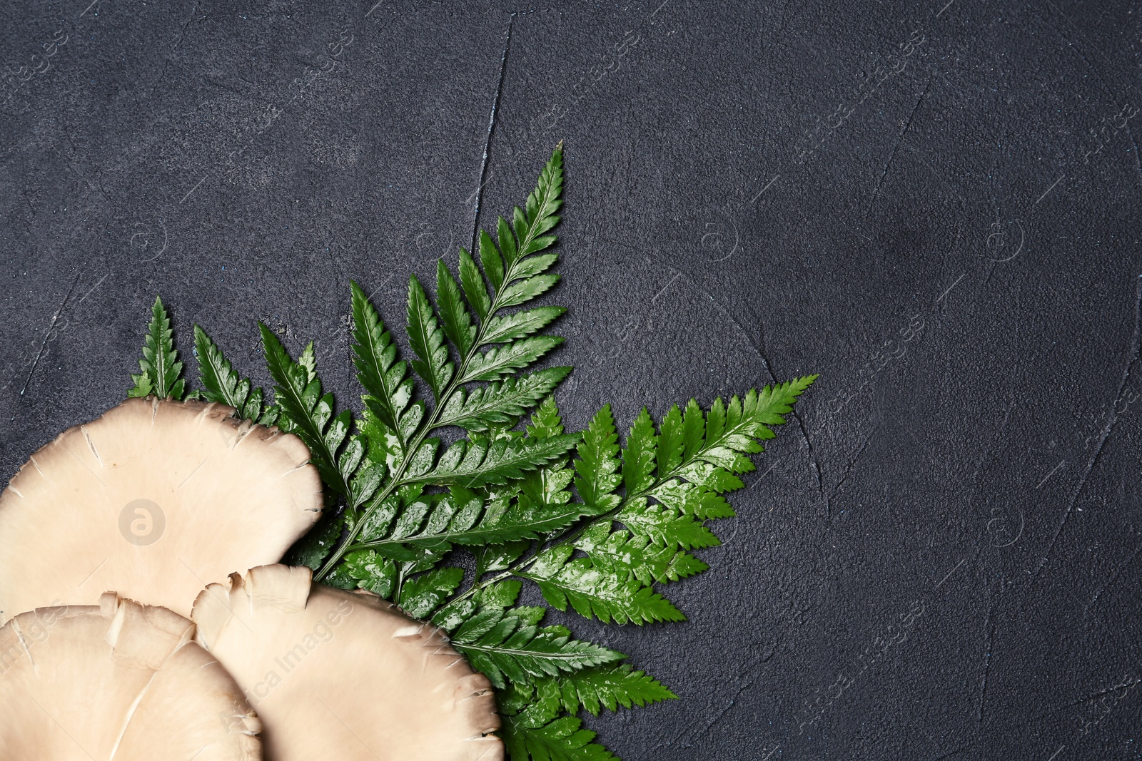 Photo of Delicious organic oyster mushrooms with leaves on black background, top view. Space for text