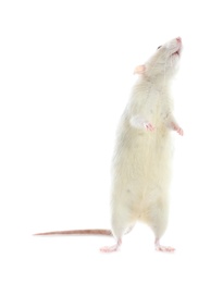 Photo of Cute rat on white background. Small rodent