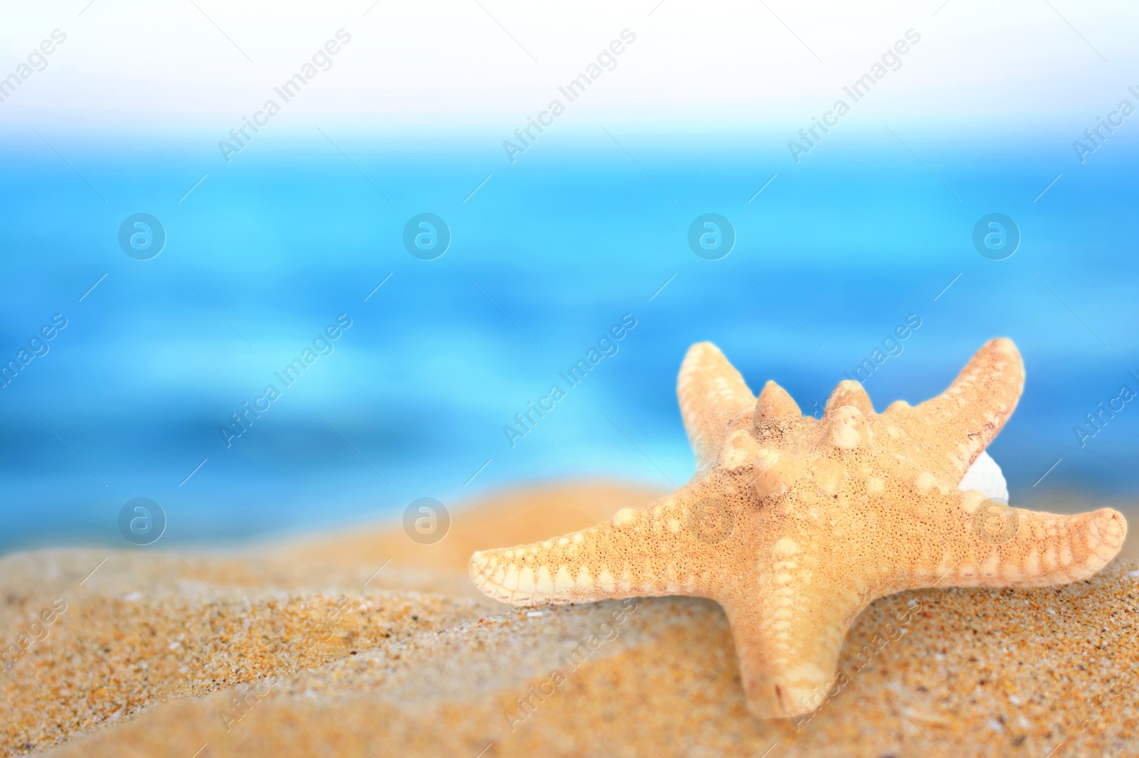 Image of Starfish on sandy beach near sea, closeup. Space for text