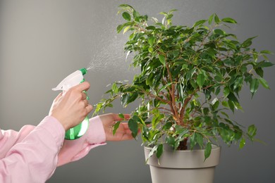 Photo of Woman spraying water onto houseplant against grey wall, closeup