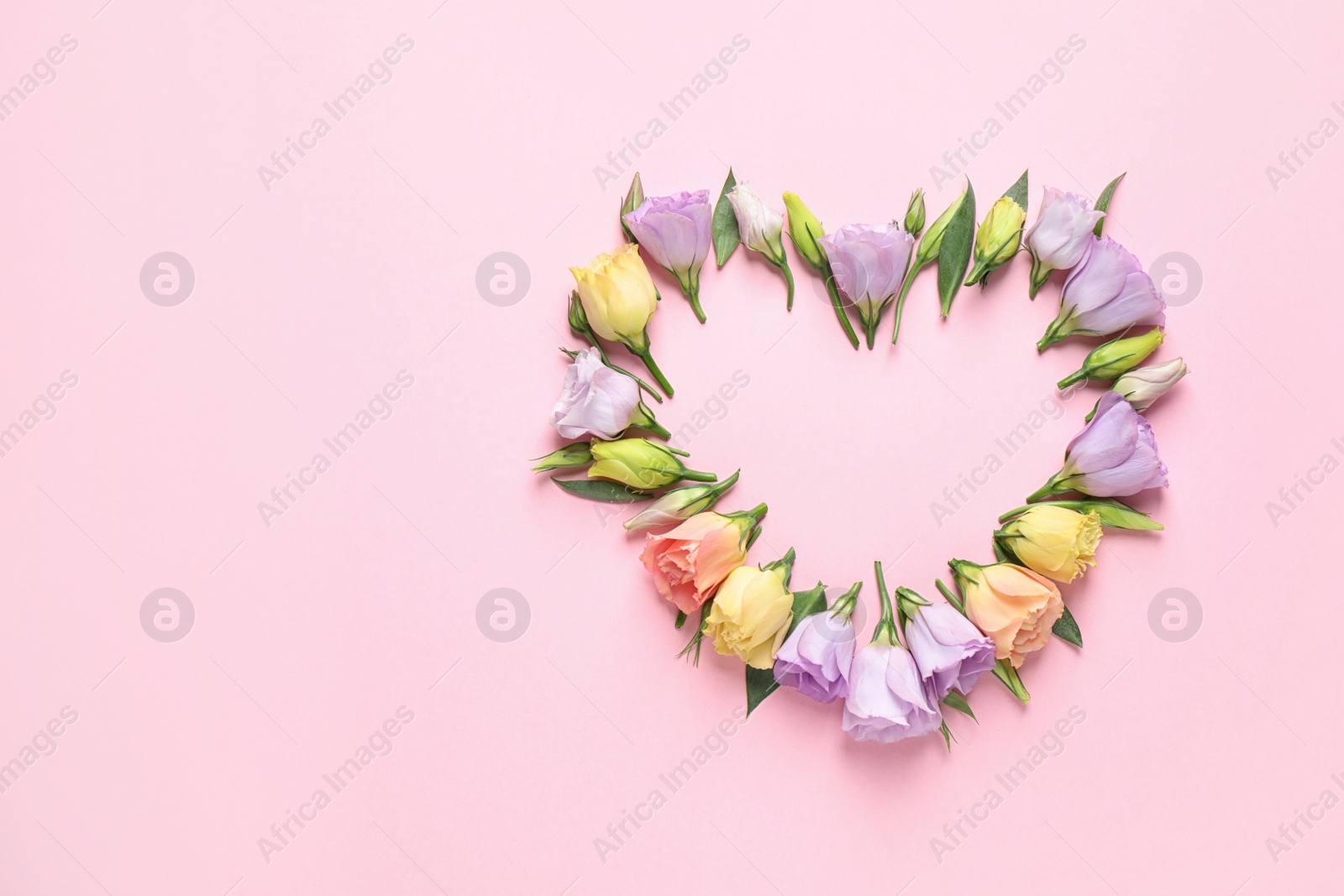 Photo of Flat lay composition with beautiful Eustoma flowers on pink background, space for text