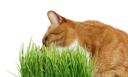 Photo of Cute ginger cat and potted green grass on white background