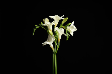 Photo of Beautiful white freesia flowers on black background