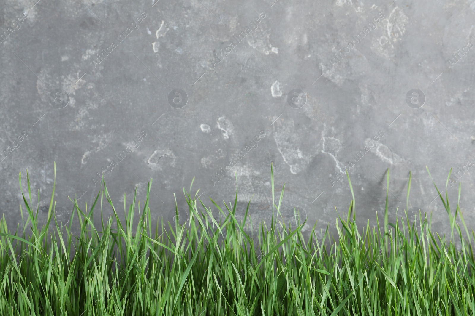 Photo of Fresh green grass near grey fence. Space for text