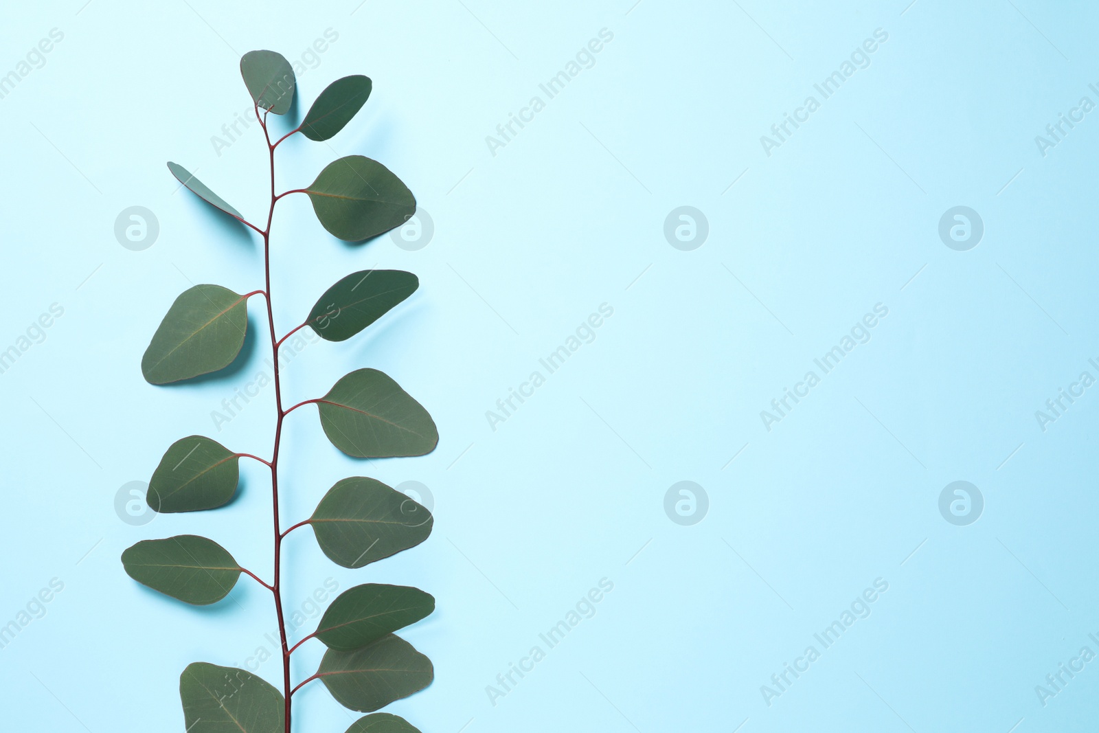 Photo of Eucalyptus branch with fresh leaves on light blue background, top view. Space for text