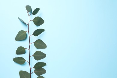 Photo of Eucalyptus branch with fresh leaves on light blue background, top view. Space for text