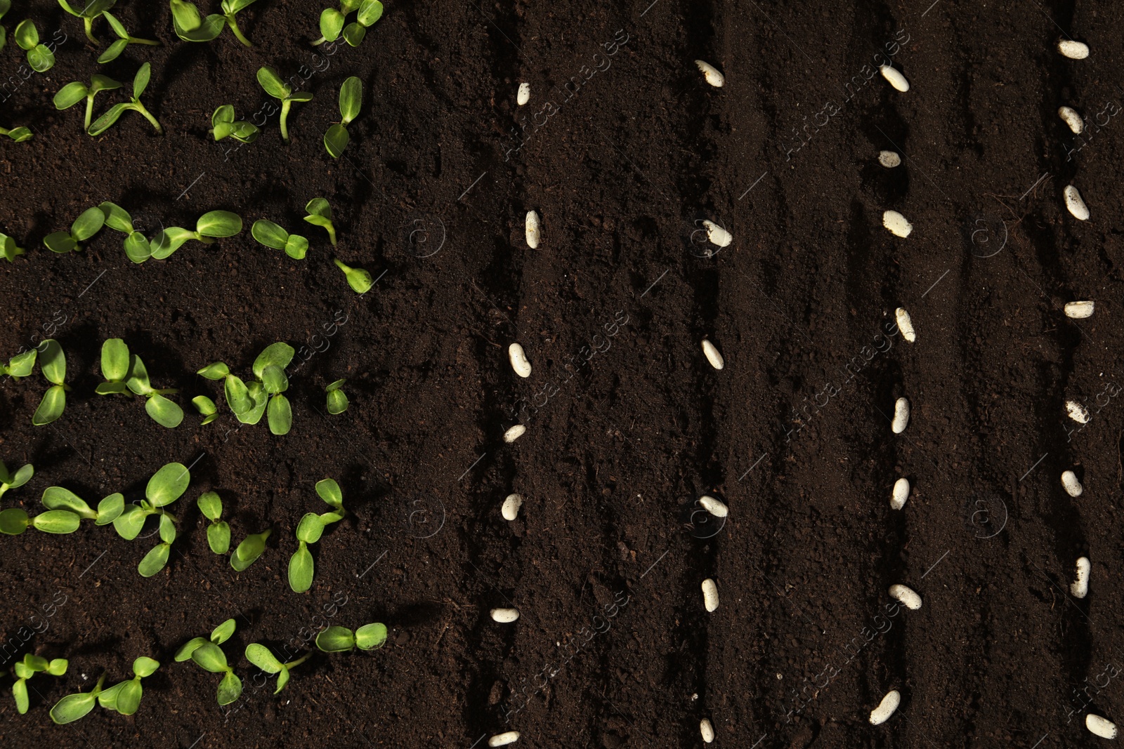 Photo of White beans in fertile soil, top view.  Vegetable seeds