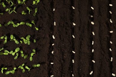 Photo of White beans in fertile soil, top view.  Vegetable seeds