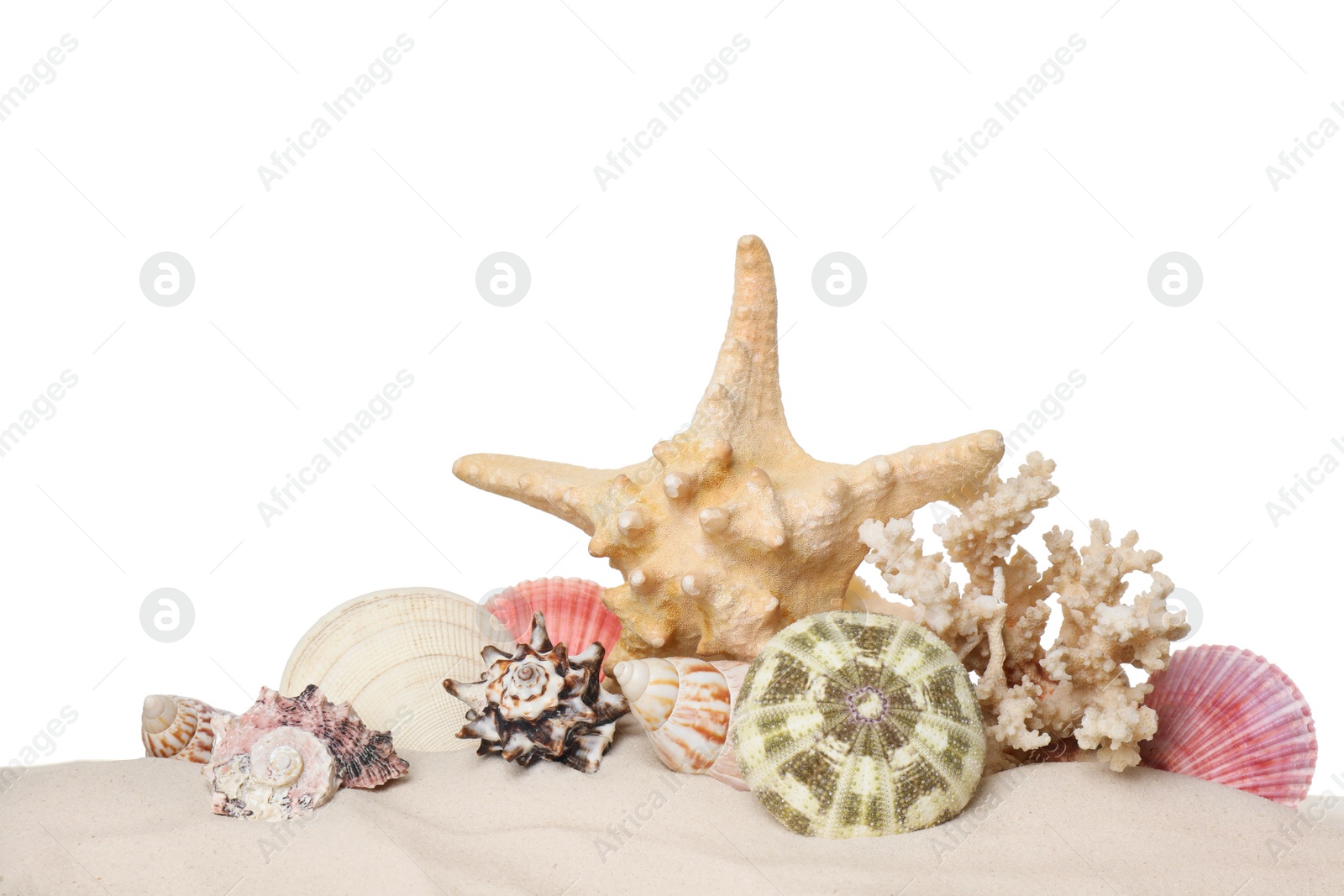 Photo of Beautiful starfish, coral and sea shells in sand on white background