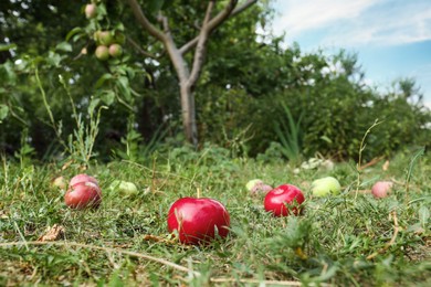 Photo of Delicious ripe apples on grass in garden