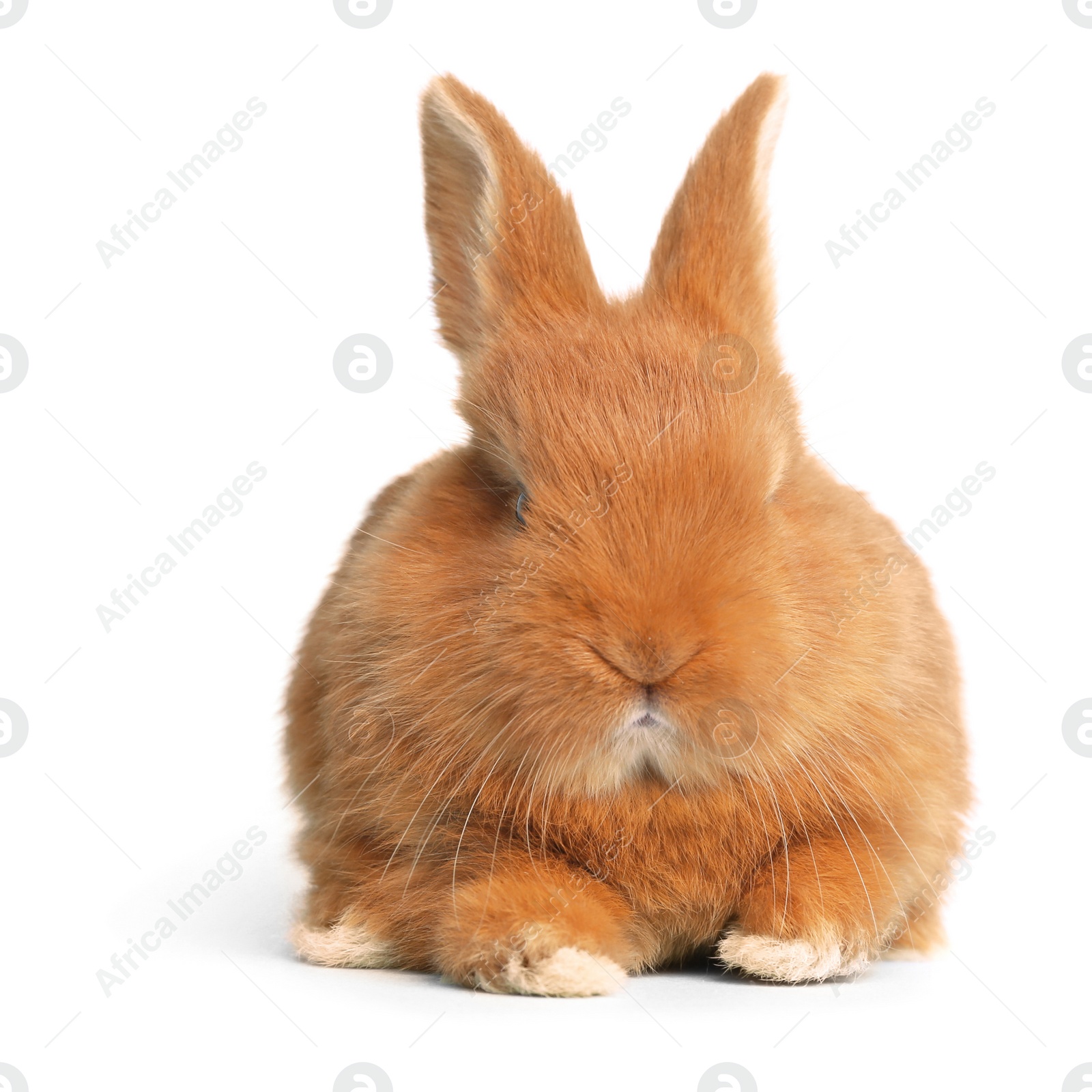 Image of Adorable fluffy Easter bunny on white background