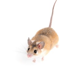 Photo of Small cute spiny mouse on white background