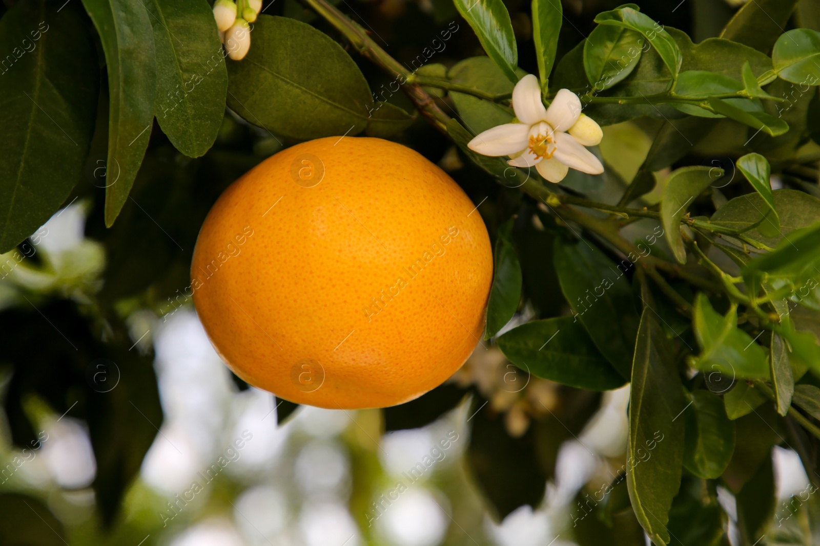 Photo of Ripe grapefruit and flowers growing on tree outdoors