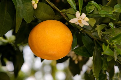 Ripe grapefruit and flowers growing on tree outdoors
