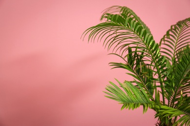 Photo of Tropical palm tree with green leaves on color background