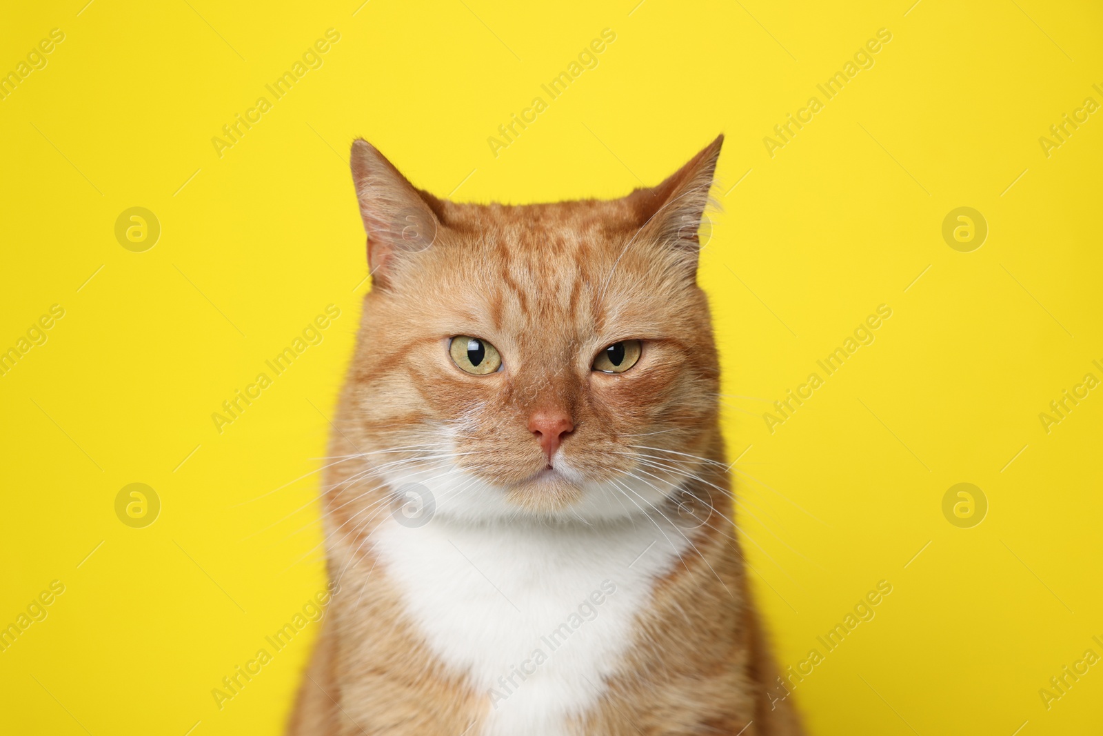 Photo of Cute ginger cat on yellow background. Adorable pet