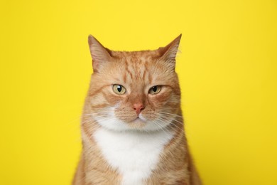 Photo of Cute ginger cat on yellow background. Adorable pet