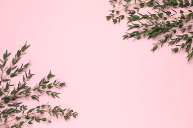 Eucalyptus branches with fresh leaves on pink background, flat lay. Space for text