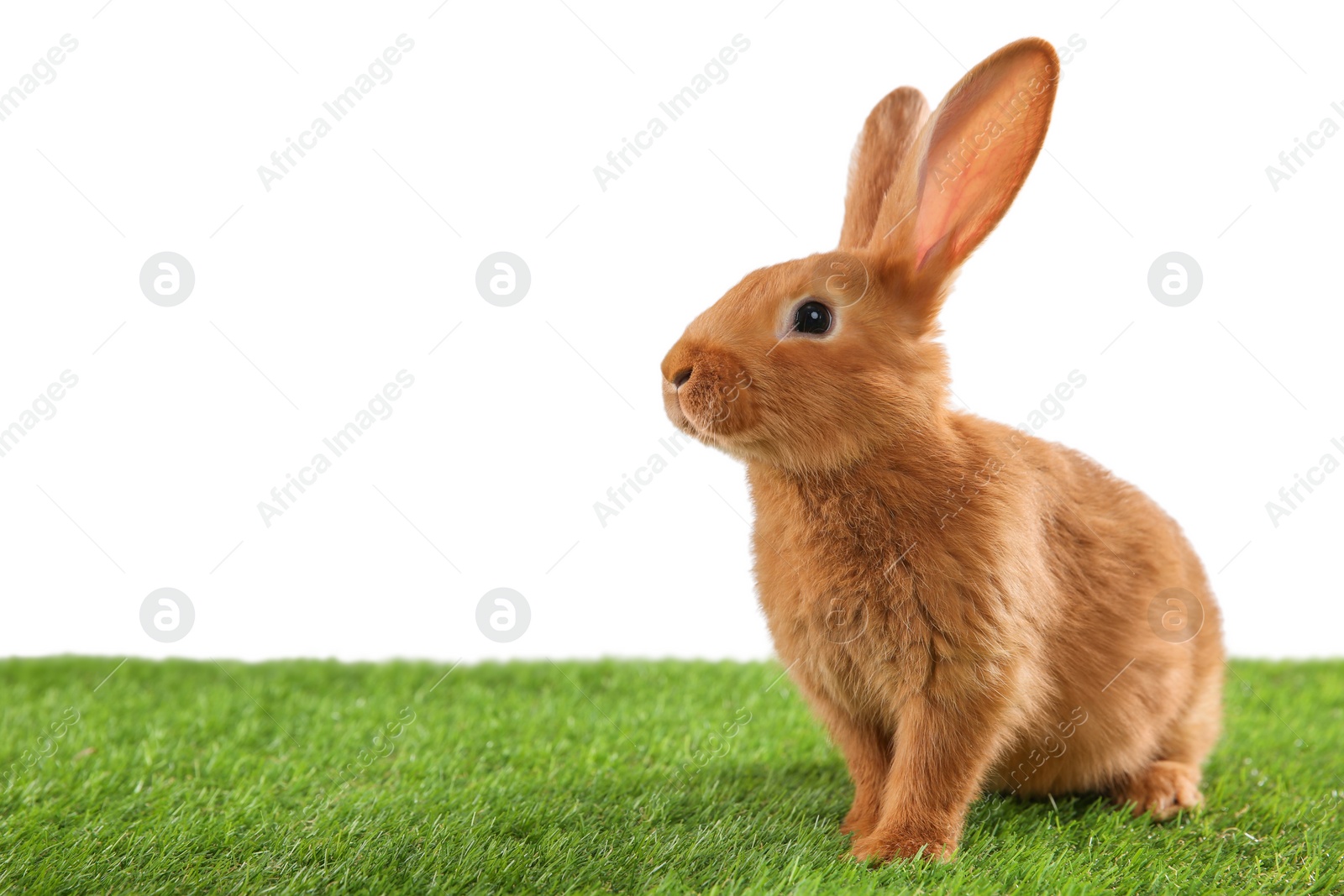 Photo of Cute bunny on green grass against white background, space for text. Easter symbol