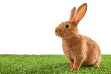 Cute bunny on green grass against white background, space for text. Easter symbol