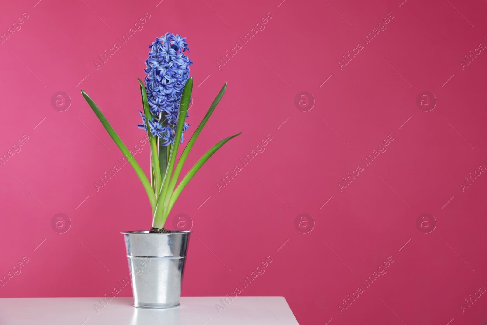 Photo of Beautiful hyacinth in metal bucket on table against color background, space for text. Spring flower