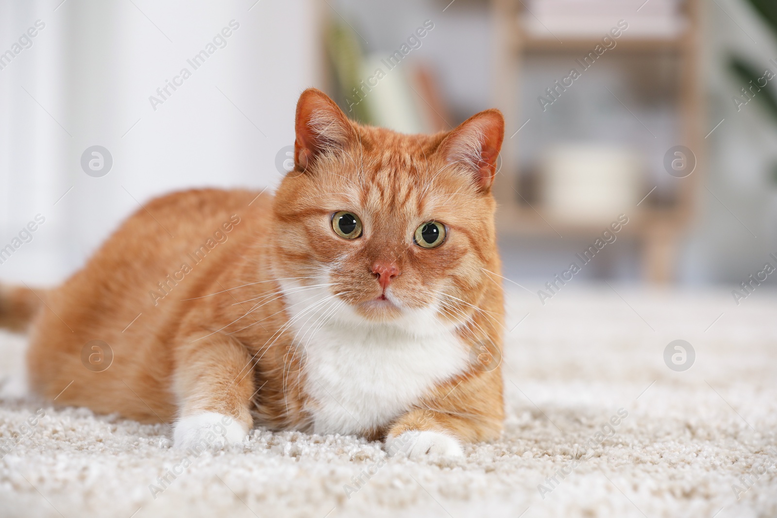 Photo of Cute ginger cat lying on carpet at home