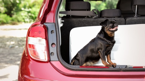 Cute Petit Brabancon dog sitting near suitcase in car trunk