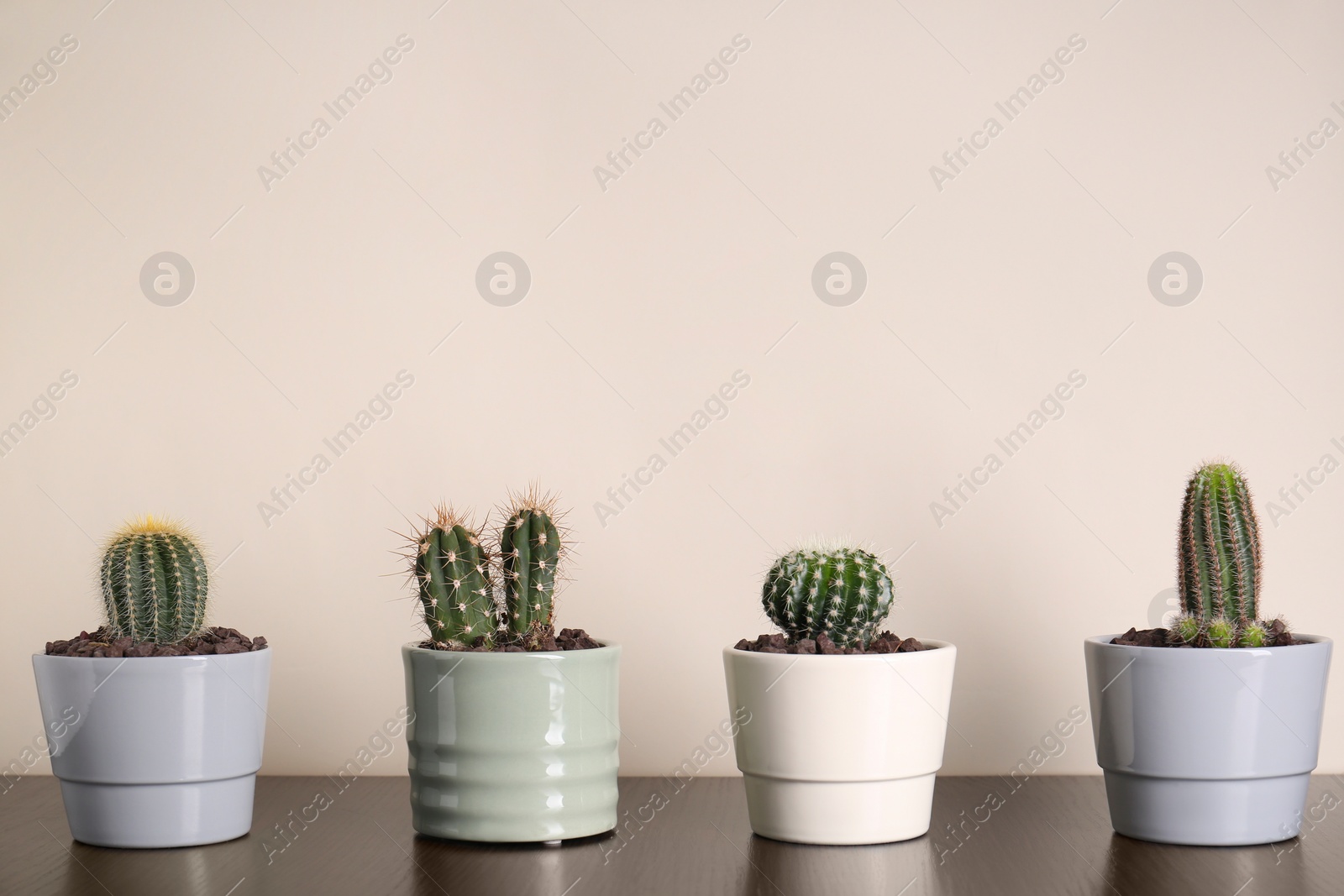 Photo of Many different beautiful cacti on wooden table