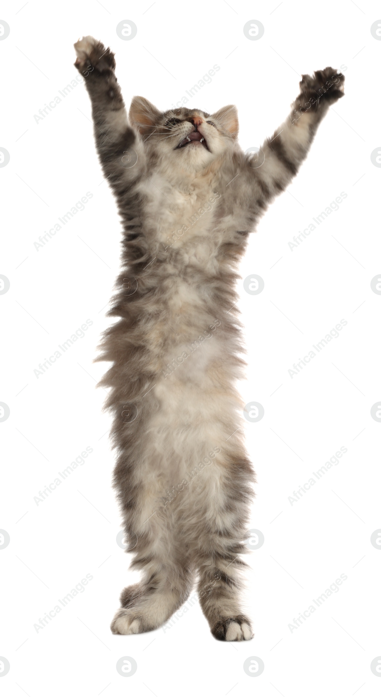 Photo of Cute fluffy kitten on white background. Baby animal