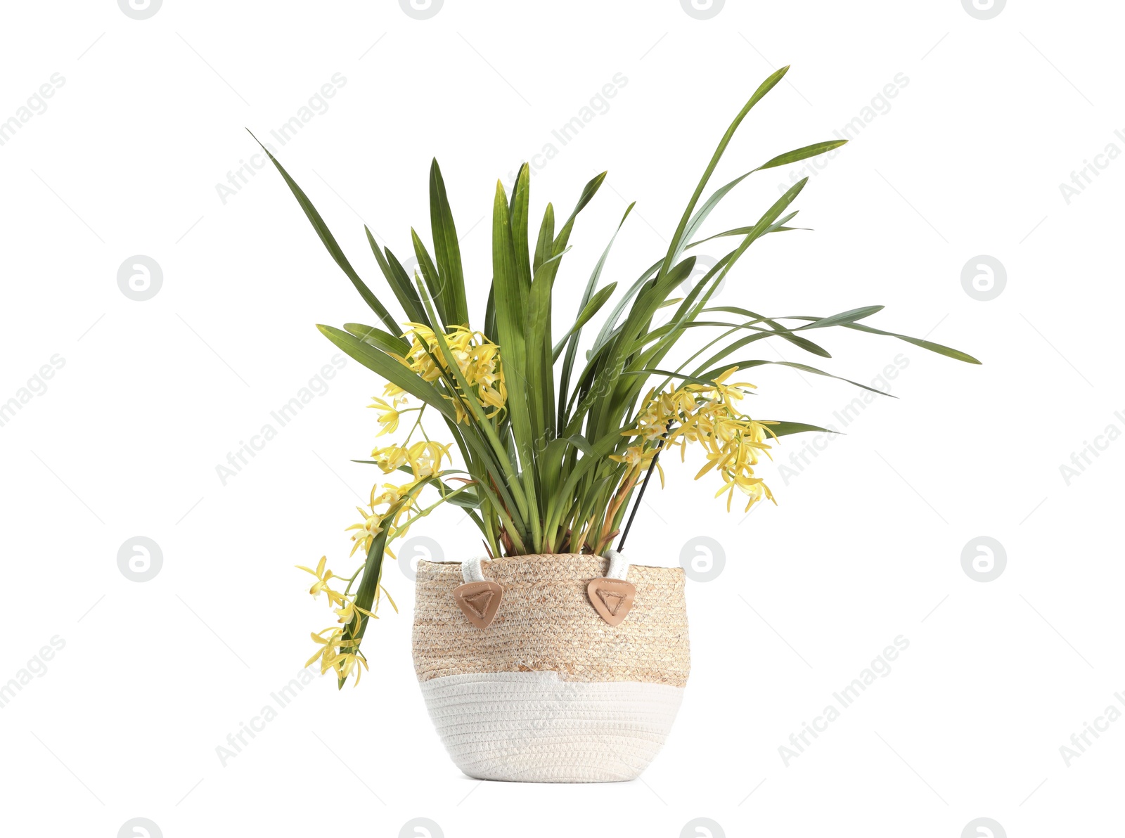 Photo of Vanilla orchid plant with yellow flowers in pot isolated on white