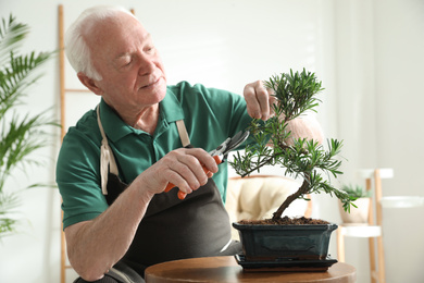 Photo of Senior man taking care of Japanese bonsai plant indoors. Creating zen atmosphere at home