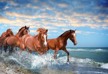 Image of Beautiful horses running on beach through sea water 
