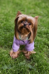 Photo of Cute Yorkshire terrier wearing stylish pet clothes in park