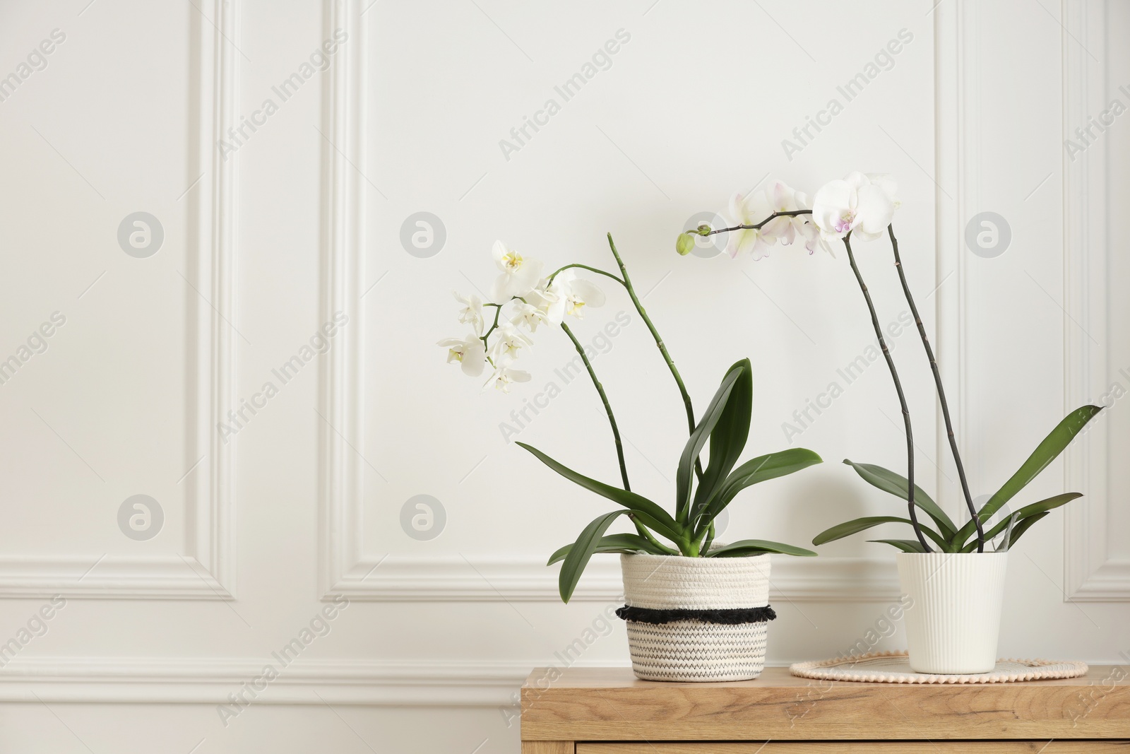 Photo of Blooming orchid flowers in pots on wooden chest of drawers near white wall indoors, space for text