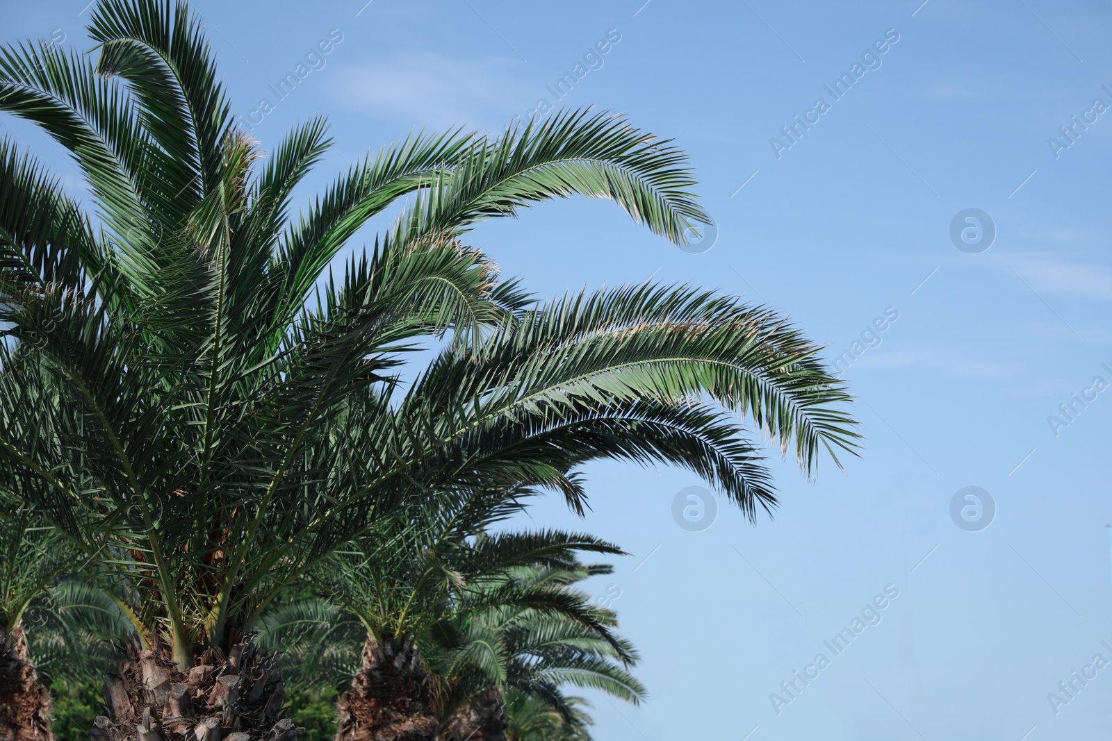 Photo of Beautiful palm tree with green leaves against blue sky