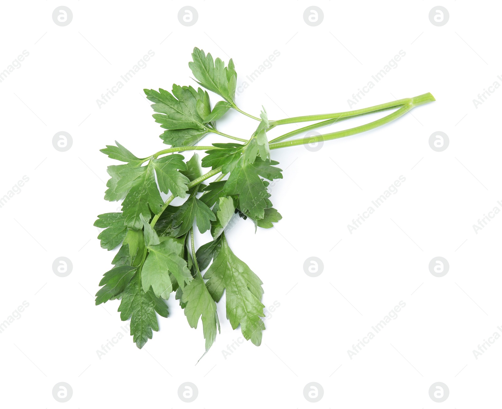 Photo of Fresh green organic parsley on white background