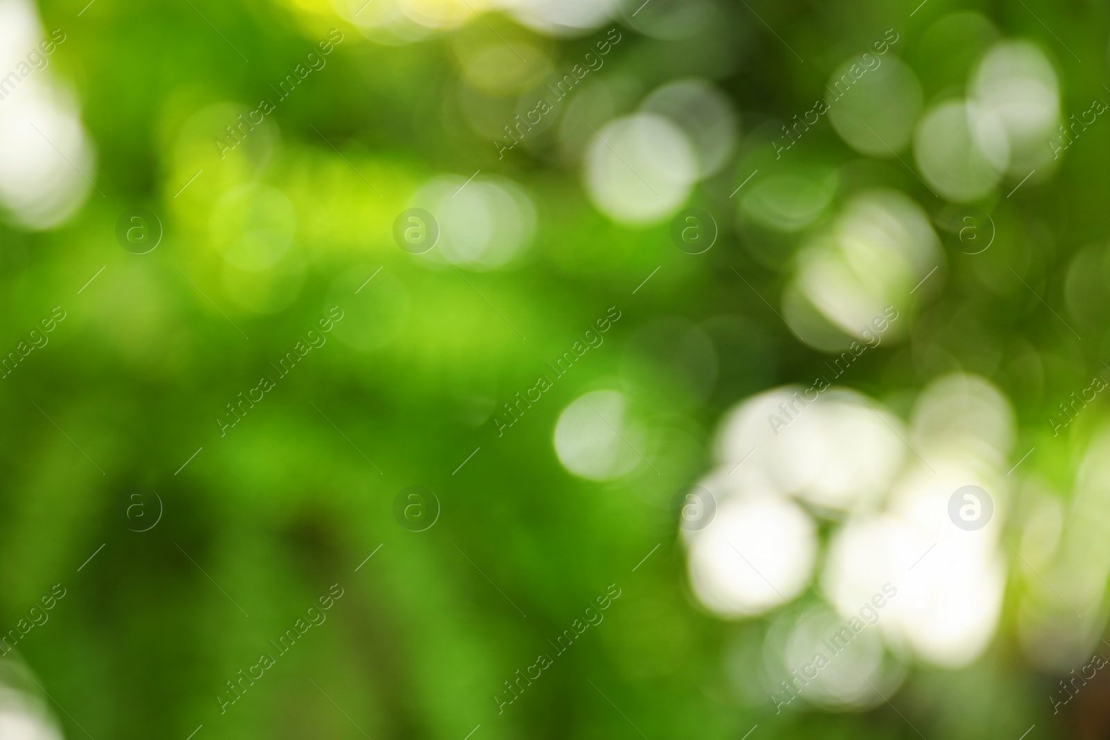 Photo of Abstract nature green background with sun rays, bokeh effect