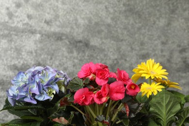 Photo of Many beautiful colorful flowers on grey background, space for text