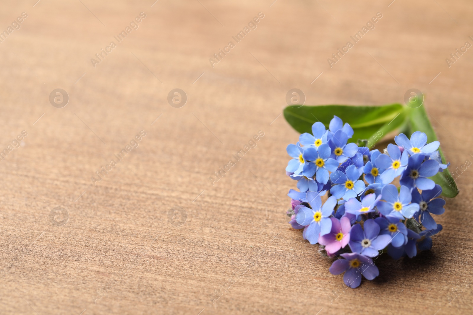 Photo of Beautiful blue Forget-me-not flower on wooden table. Space for text