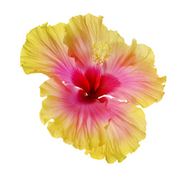 Image of Beautiful tropical hibiscus flower isolated on white 