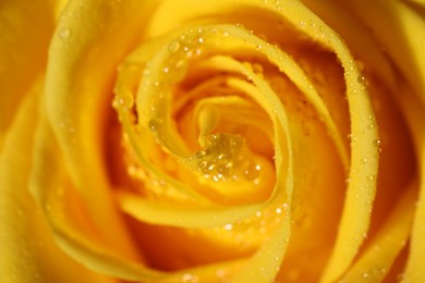 Photo of Closeup view of beautiful blooming rose with dew drops as background