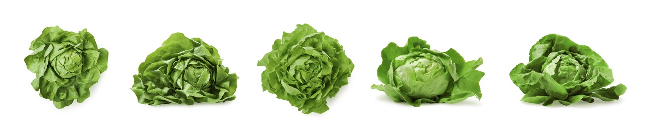 Set of fresh butterhead lettuce on white background, different views