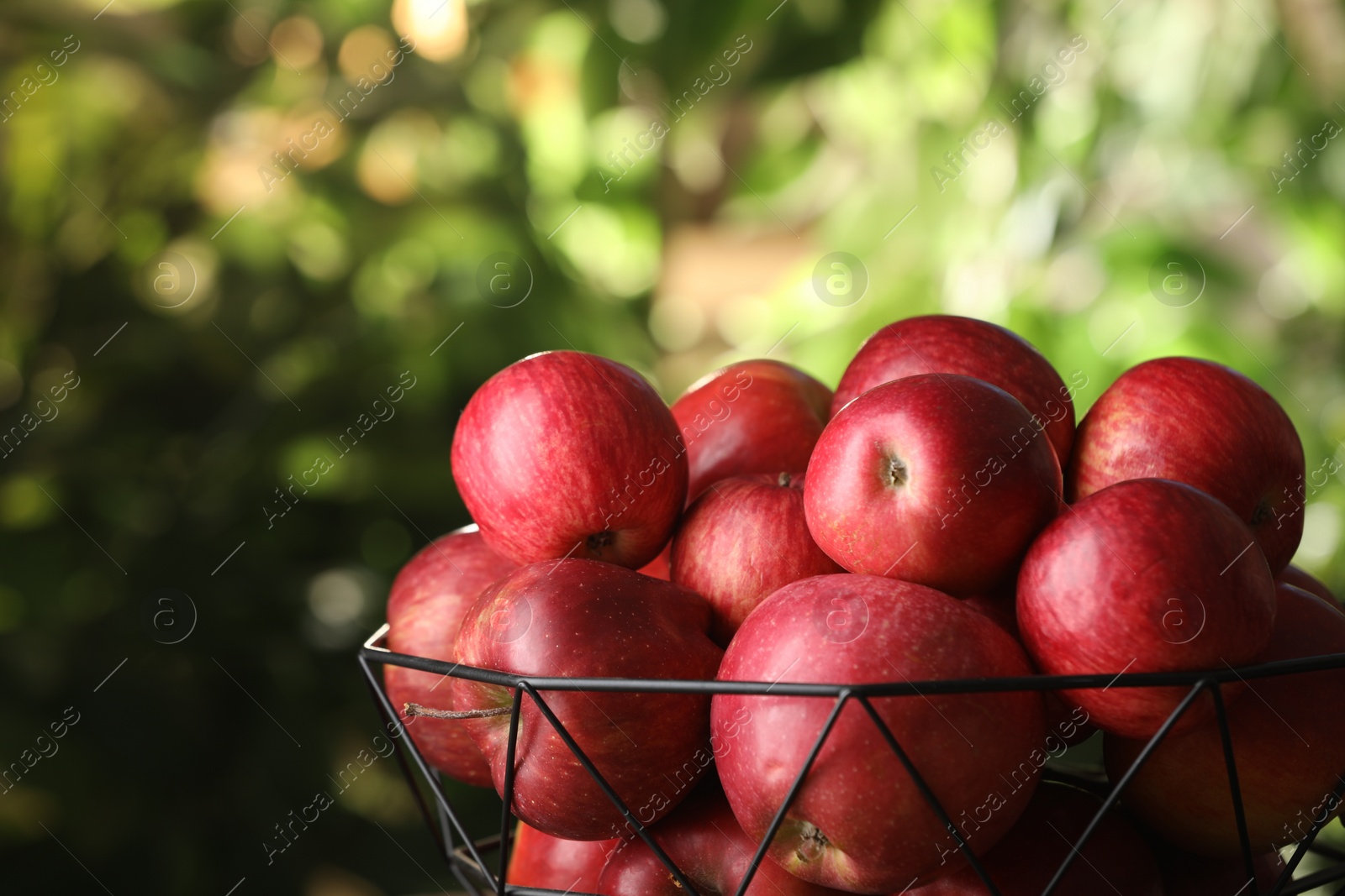 Photo of Ripe red apples in bowl on blurred background, closeup