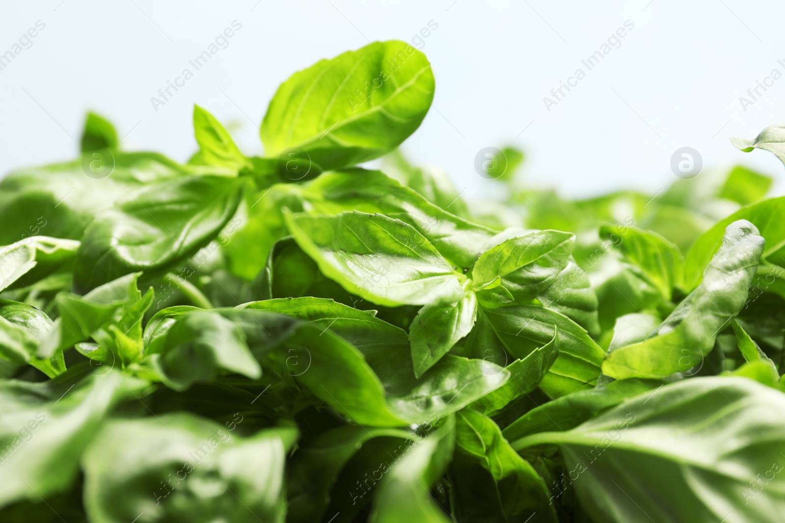 Photo of Fresh green basil leaves on light background, closeup