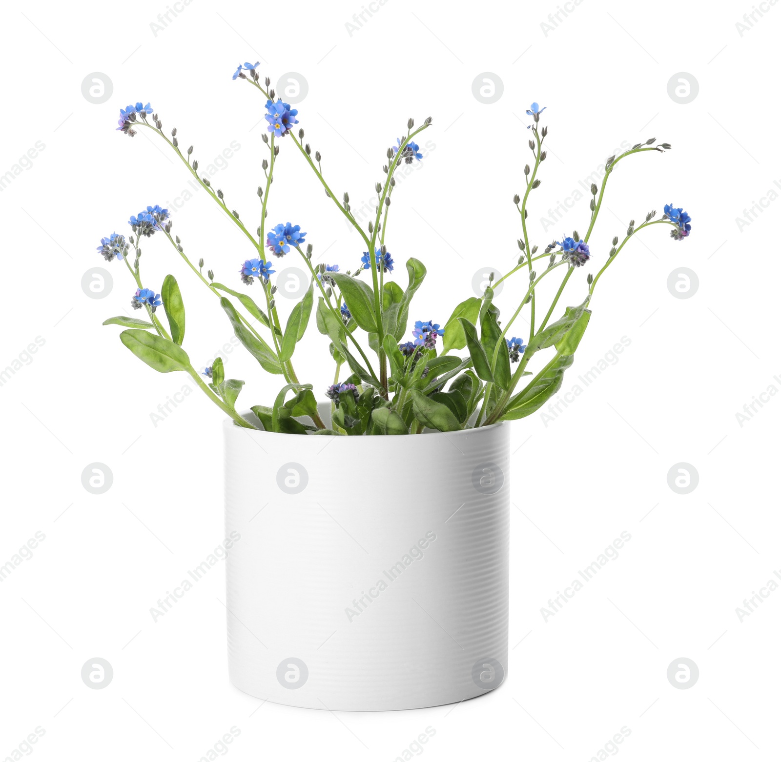 Photo of Beautiful potted Forget-me-not flowers on white background