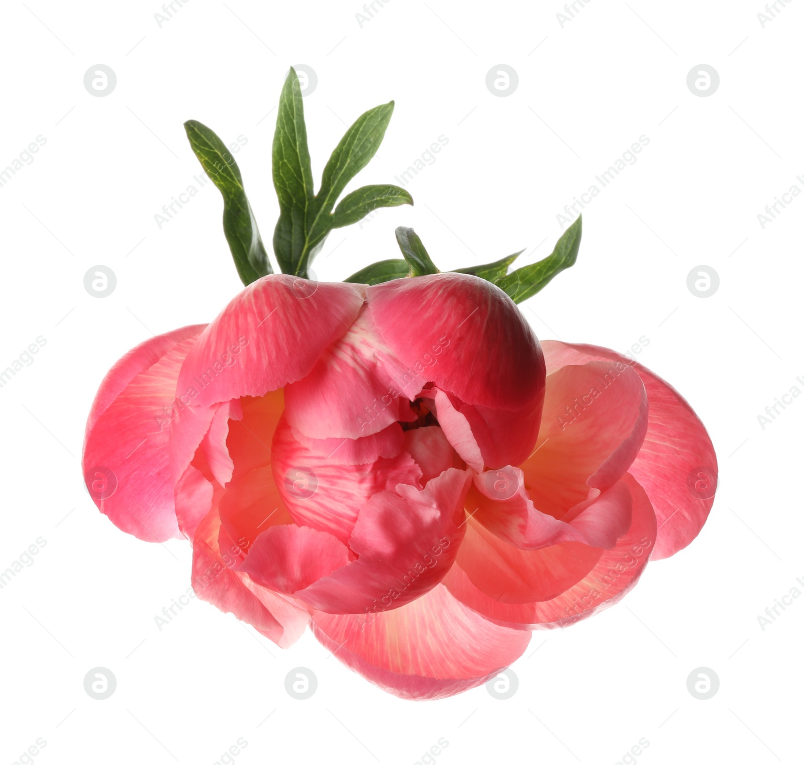 Photo of Beautiful blooming pink peony isolated on white