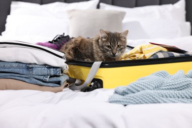 Photo of Travel with pet. Clothes, cat and suitcase on bed indoors