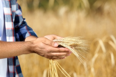 Farmer with wheat spikelets in field, closeup. Cereal grain crop